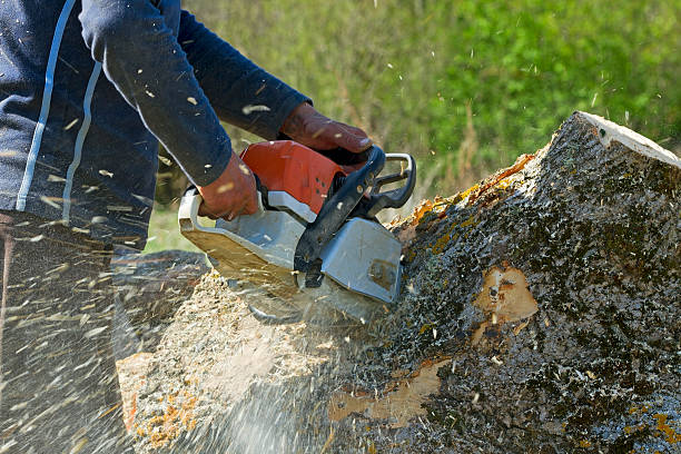 Residential Tree Removal in Orange City, FL